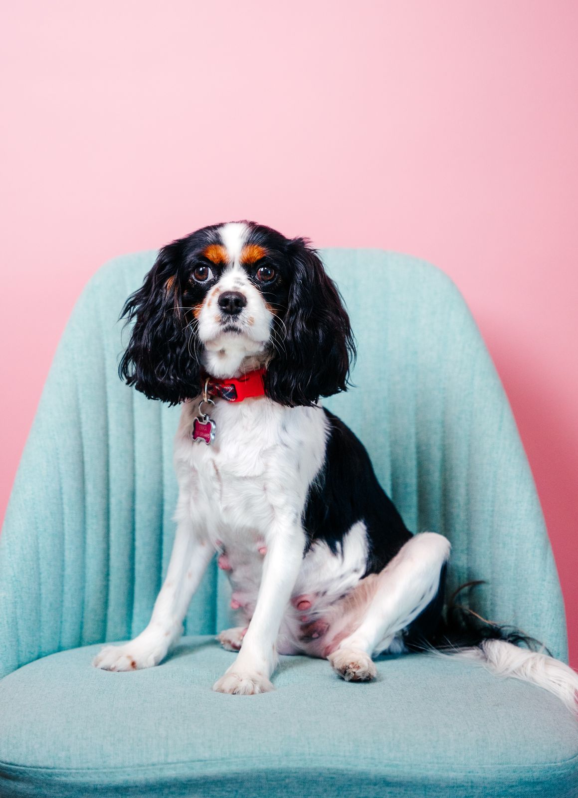 Pet Portrait by Hazel Moments