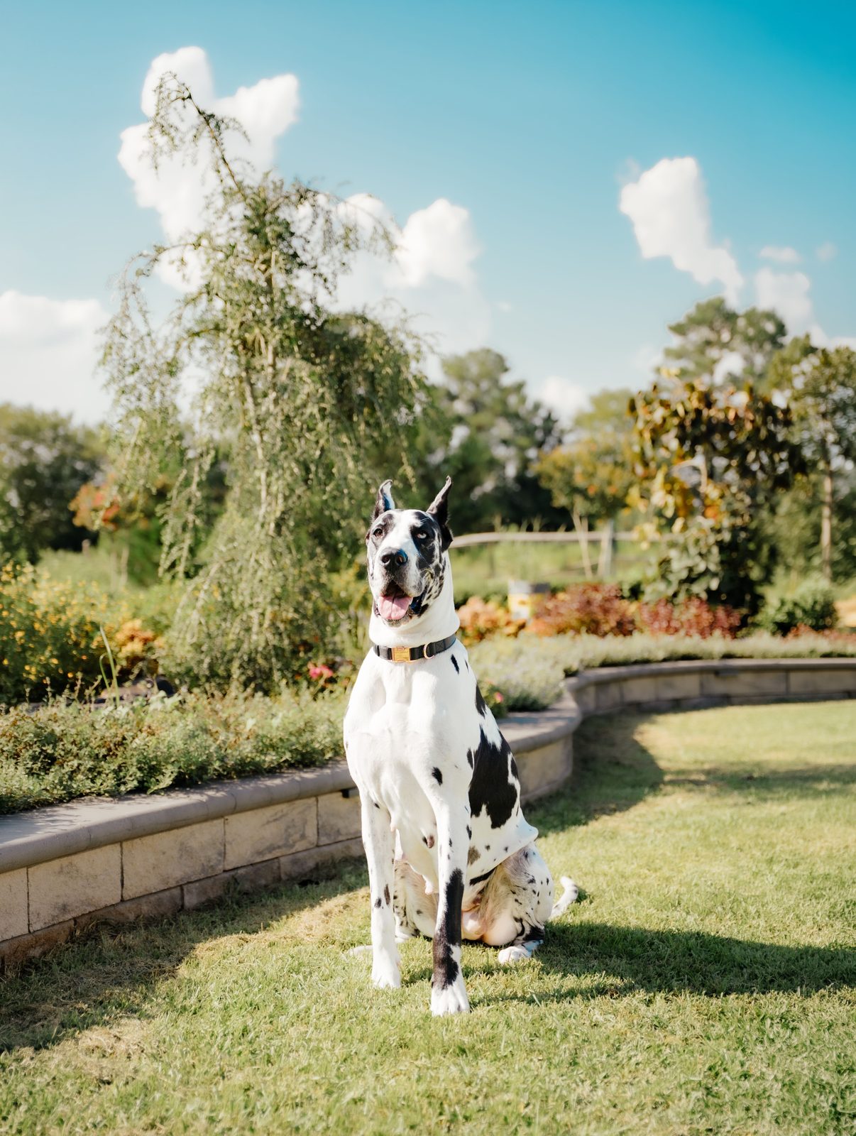 Great Dane sitting on a manicured lawn under a bright blue sky with clouds