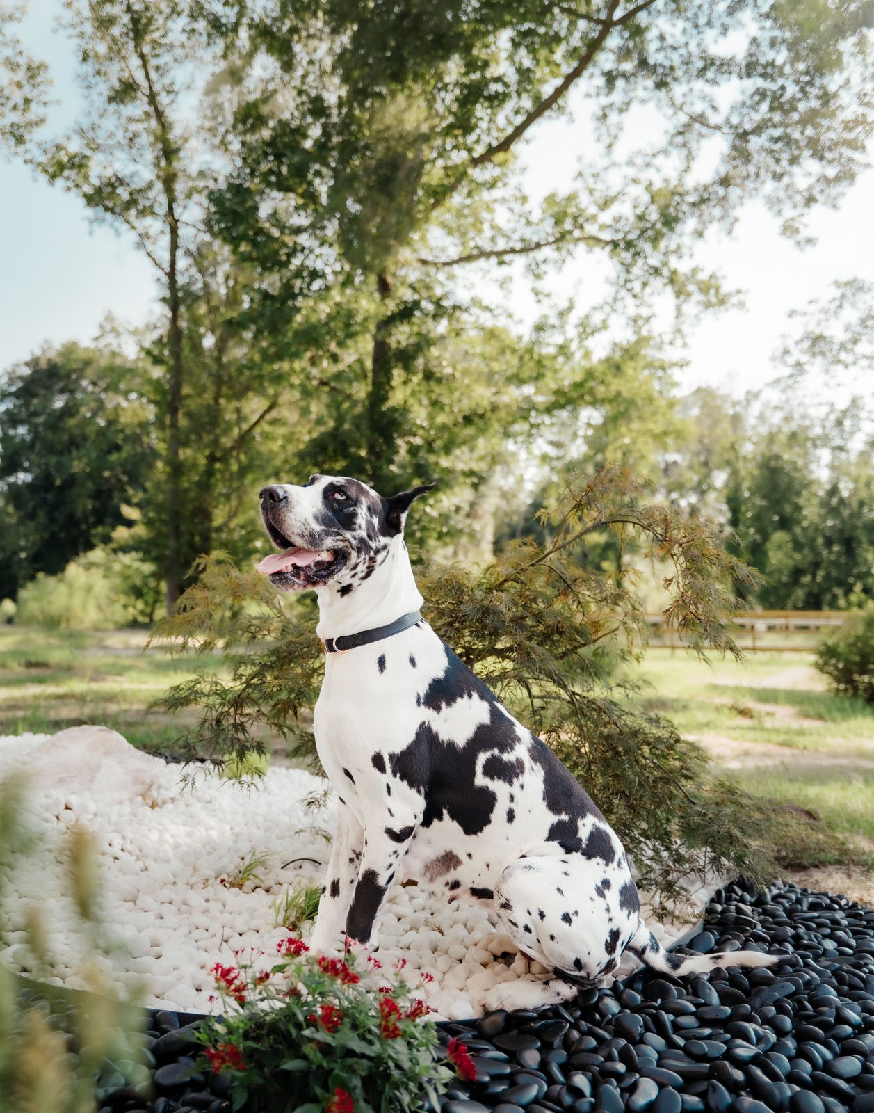 Great Dane sitting upright on white garden stones beside a weeping tree
