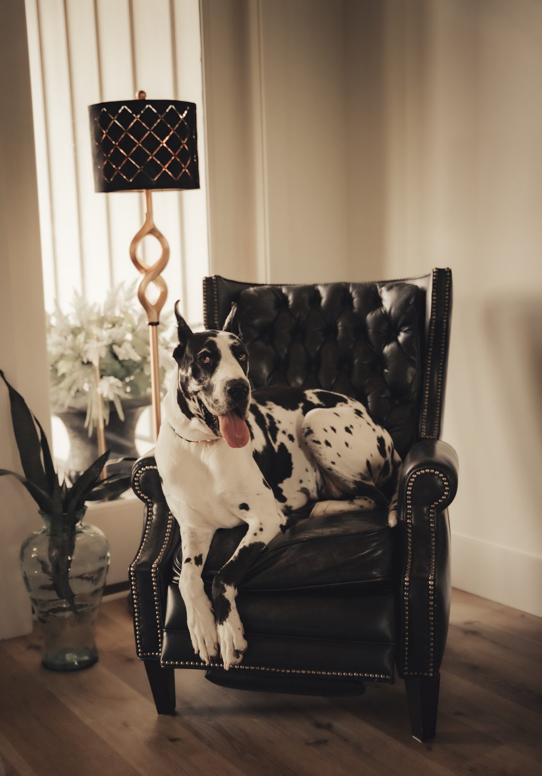 Great Dane sitting up on a black tufted leather wing chair beside a lamp
