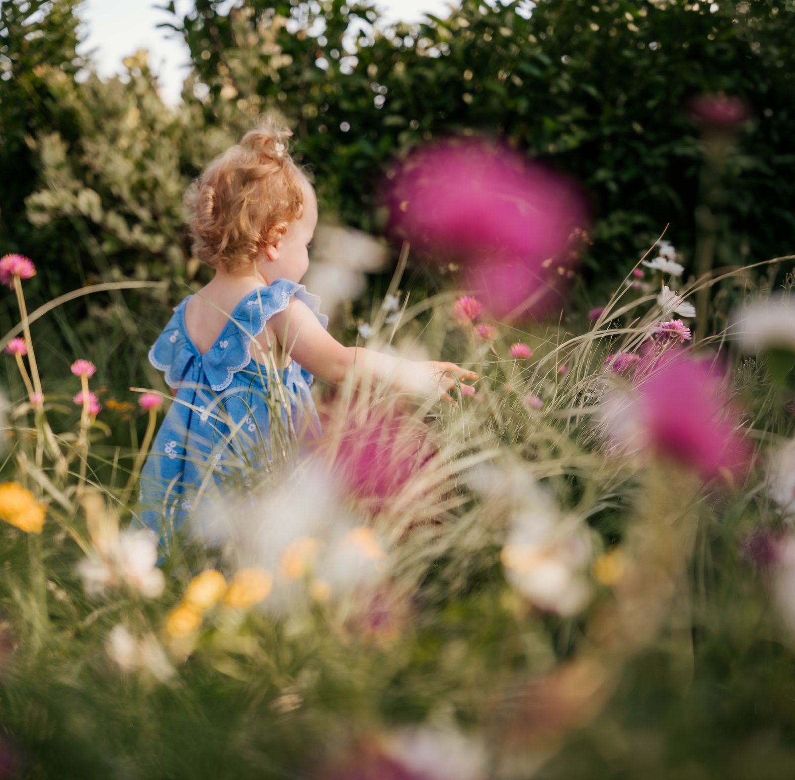 Toddler in a blue dress reaching through tall grass and pink blossoms