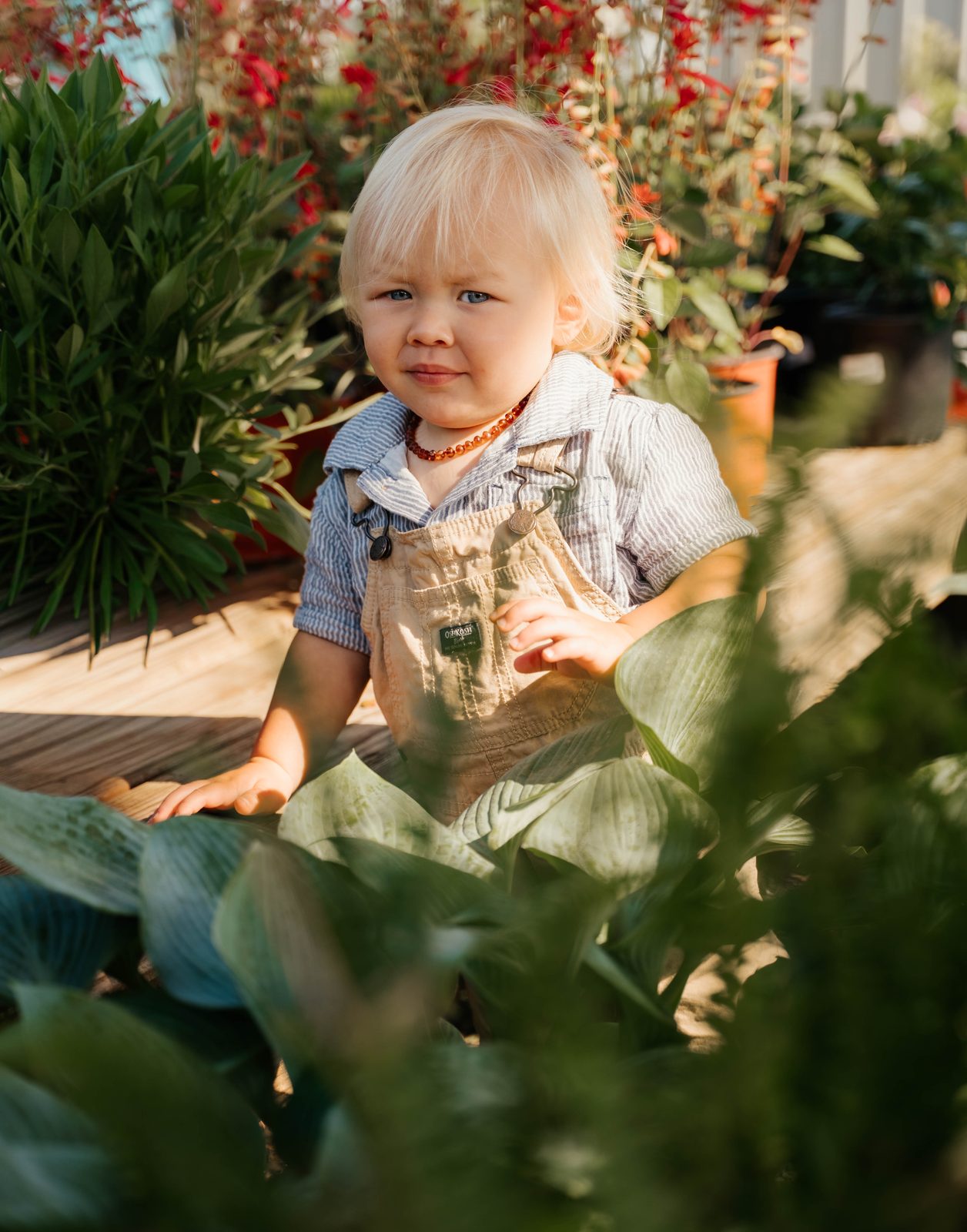 Blonde toddler in tan overalls sitting among large green hosta leaves